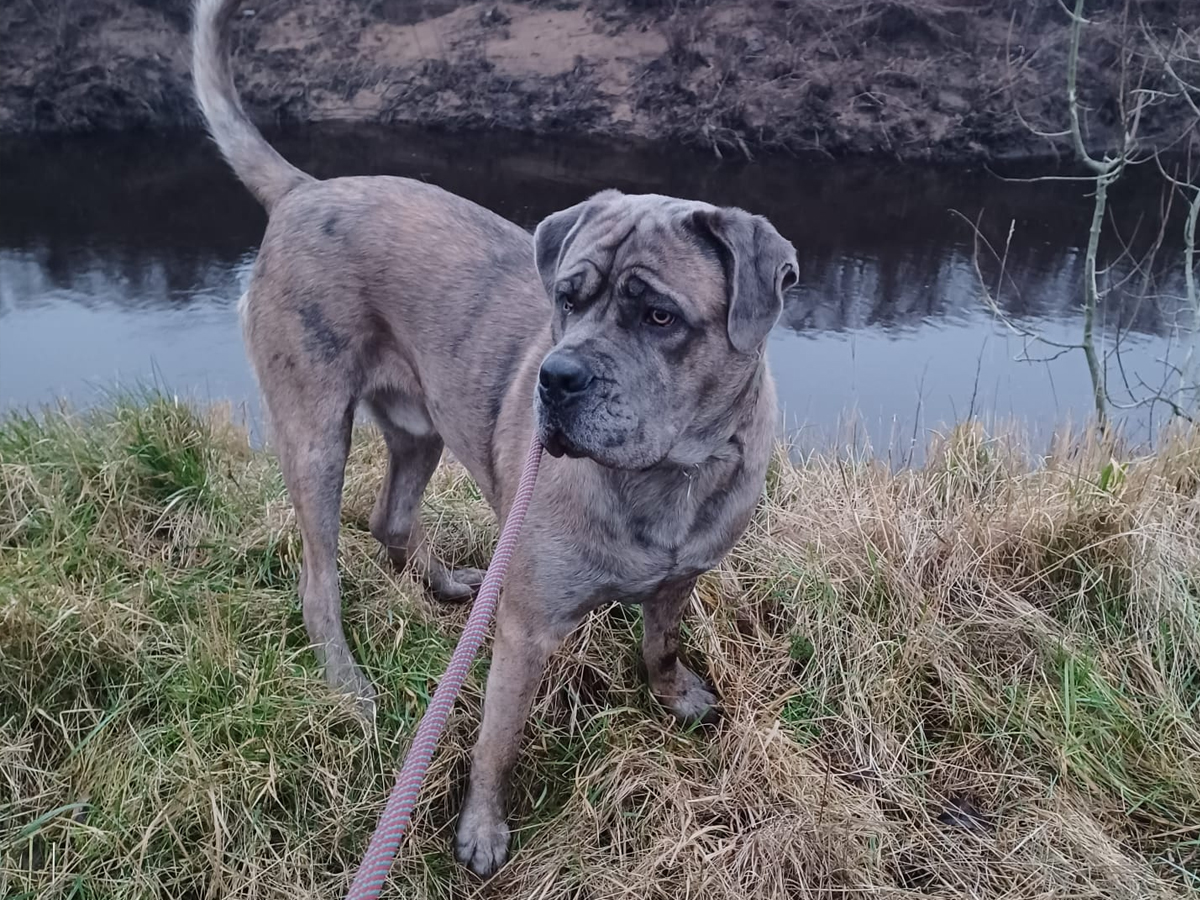 Services Manchester Boarding Kennels